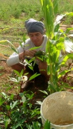 harvesting rosilla leaves b12